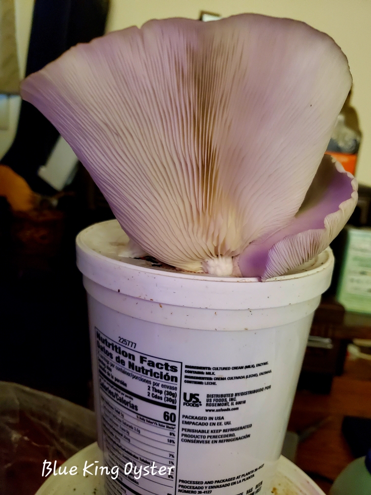 King Oyster Mushroom Pleurotis Eryngii