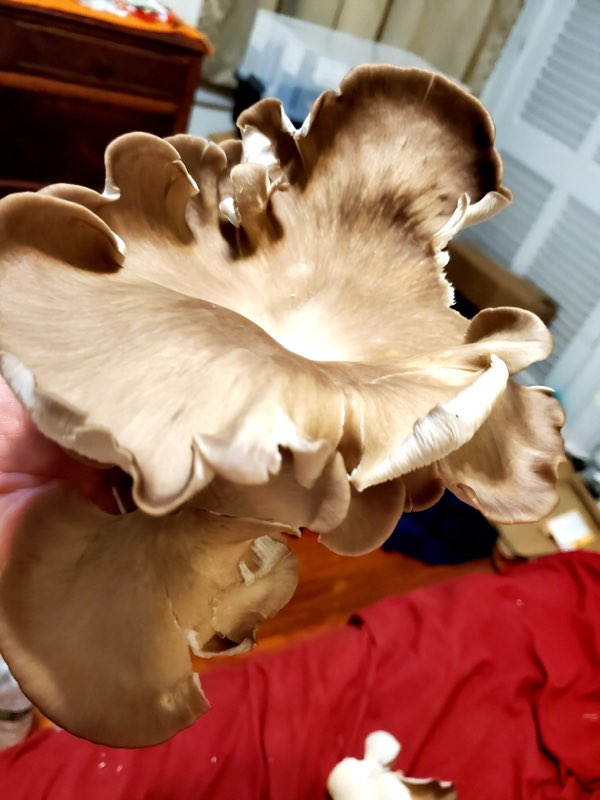 Phoenix Oyster Mushroom