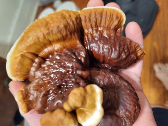 Red Reishi