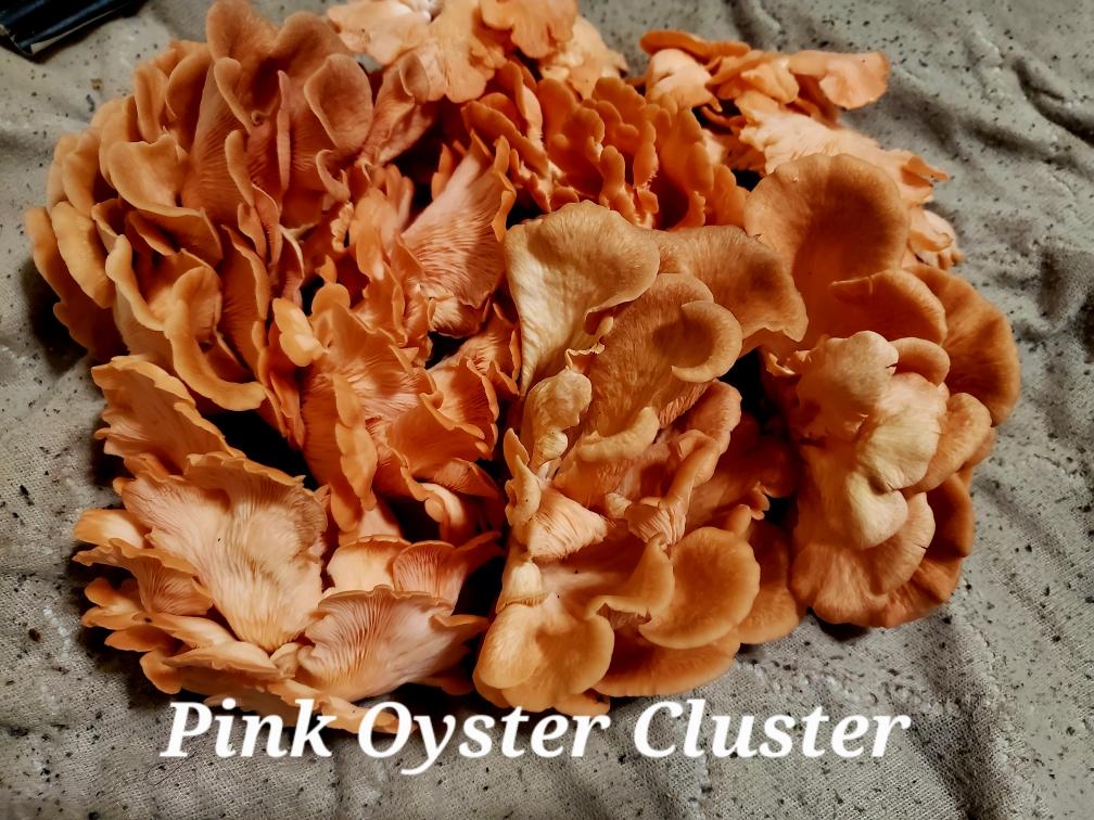 Pink Oyster Cluster