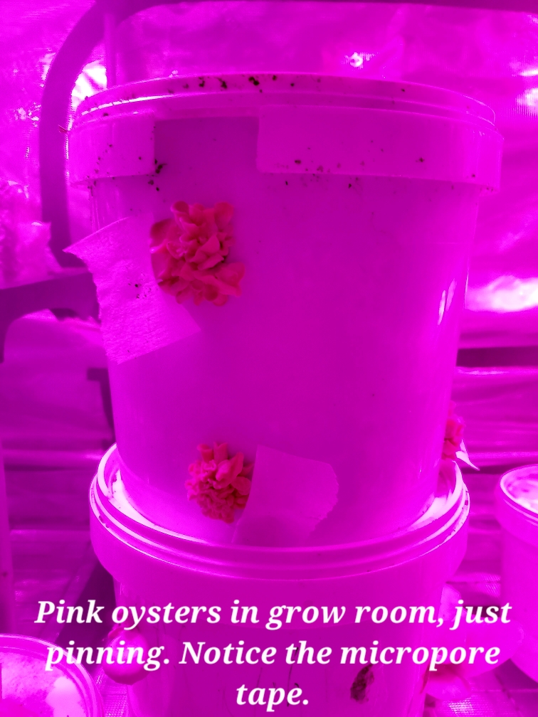 Pink Oysters in bag