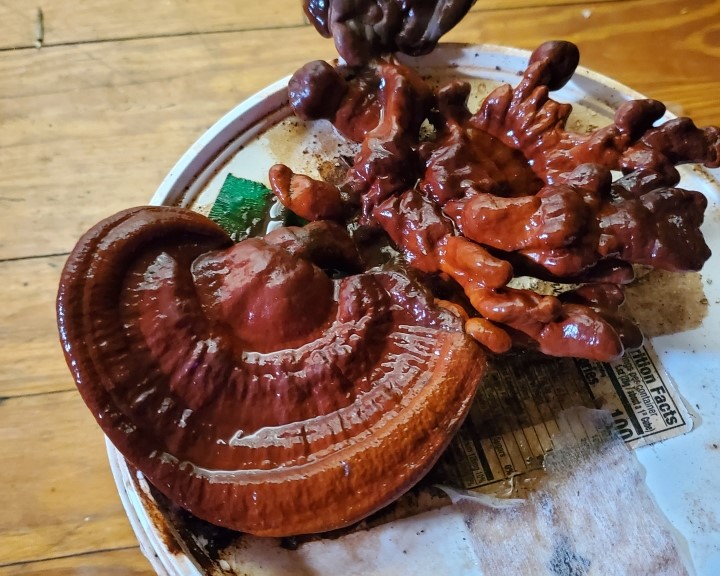 Reishi