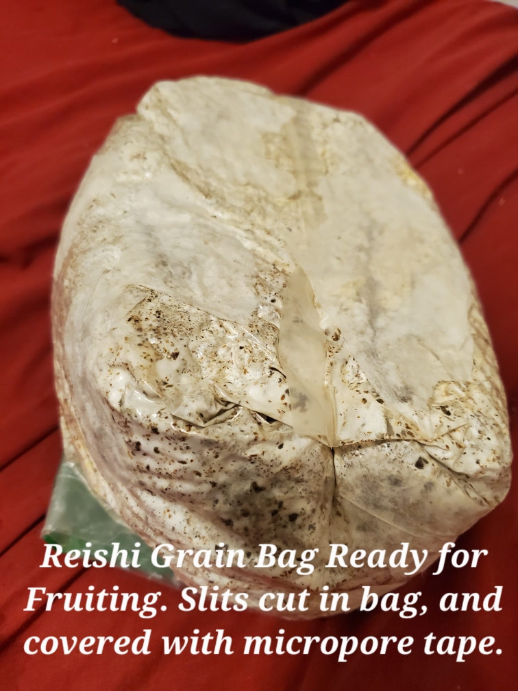 Reishi Grain Bag